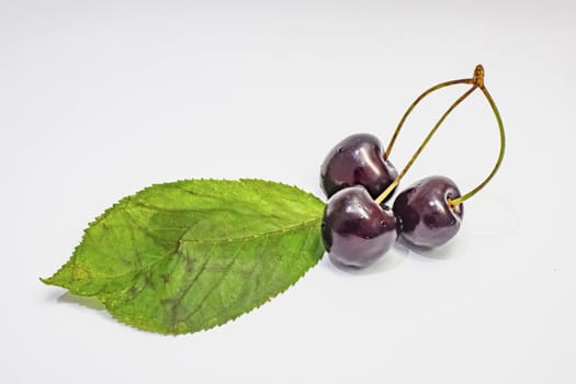 red cherries on a white background