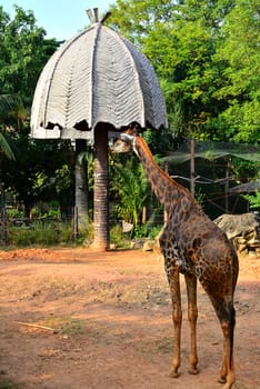 BANGKOK, TH - DEC 13: Giraffe at Dusit Zoo on December 13, 2016 in Khao Din Park, Bangkok, Thailand. Dusit Zoo is the oldest zoo in Bangkok, Thailand.