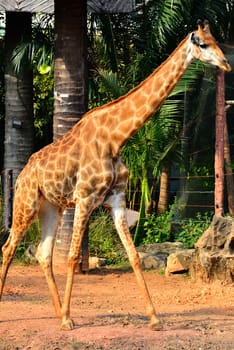 BANGKOK, TH - DEC 13: Giraffe at Dusit Zoo on December 13, 2016 in Khao Din Park, Bangkok, Thailand. Dusit Zoo is the oldest zoo in Bangkok, Thailand.