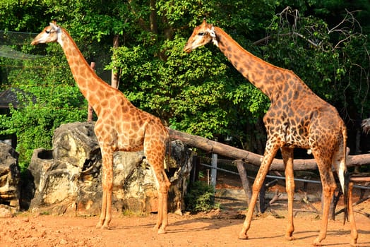 BANGKOK, TH - DEC 13: Giraffe at Dusit Zoo on December 13, 2016 in Khao Din Park, Bangkok, Thailand. Dusit Zoo is the oldest zoo in Bangkok, Thailand.