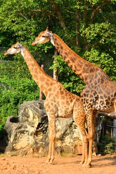 BANGKOK, TH - DEC 13: Giraffe at Dusit Zoo on December 13, 2016 in Khao Din Park, Bangkok, Thailand. Dusit Zoo is the oldest zoo in Bangkok, Thailand.