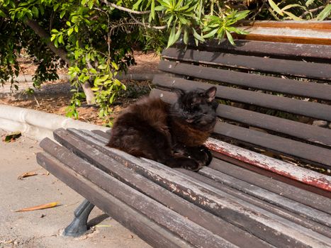 THE CAT IS SLEEPING ON THE BENCH