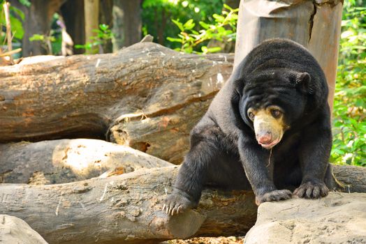 BANGKOK, TH - DEC 13: Malaysian sun bear at Dusit Zoo on December 13, 2016 in Khao Din Park, Bangkok, Thailand. Dusit Zoo is the oldest zoo in Bangkok, Thailand.