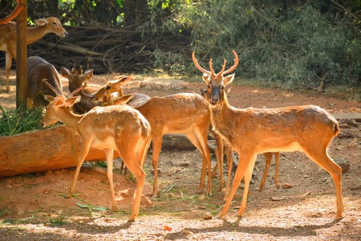 BANGKOK, TH - DEC 13: Deers at Dusit Zoo on December 13, 2016 in Khao Din Park, Bangkok, Thailand. Dusit Zoo is the oldest zoo in Bangkok, Thailand.