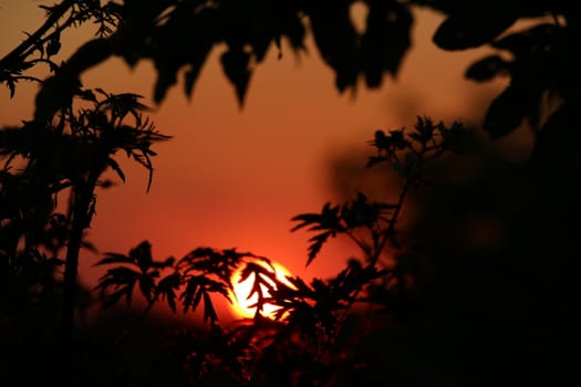 A great sunset with a lake view and bushes in the foreground