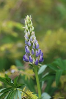 A blue lupine flower with a green background