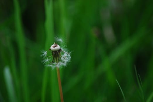 A dandelion loses its seeds against a green background