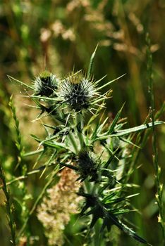 A green thistle against a brown green background