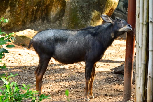 BANGKOK, TH - DEC 13: Goat at Dusit Zoo on December 13, 2016 in Khao Din Park, Bangkok, Thailand. Dusit Zoo is the oldest zoo in Bangkok, Thailand.