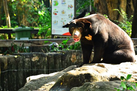 BANGKOK, TH - DEC 13: Malaysian sun bear at Dusit Zoo on December 13, 2016 in Khao Din Park, Bangkok, Thailand. Dusit Zoo is the oldest zoo in Bangkok, Thailand.