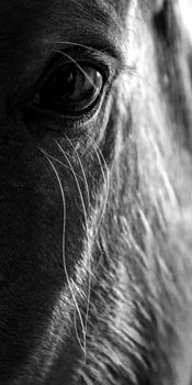 Muzzle of a horse close up. Fragment of the head of a horse, front view.