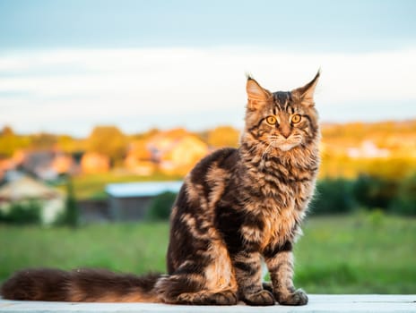 Black tabby Maine Coon cat sitting on a wooden bench in park. Pets walking outdoor adventure.