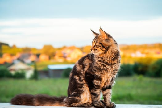 Black tabby Maine Coon cat sitting on a wooden bench in park. Pets walking outdoor adventure.