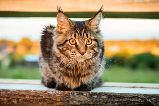 Black tabby Maine Coon cat sitting on a wooden bench in park. Pets walking outdoor adventure.