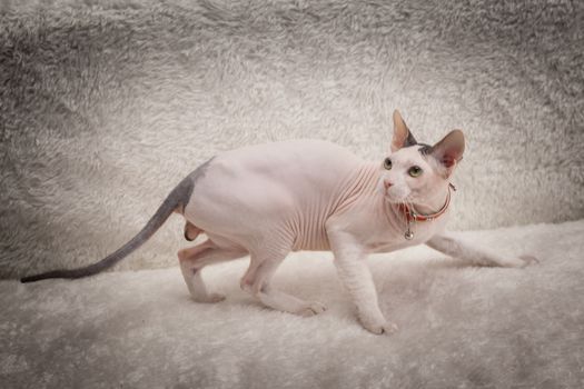 Bald Sphynx cat on a soft sofa