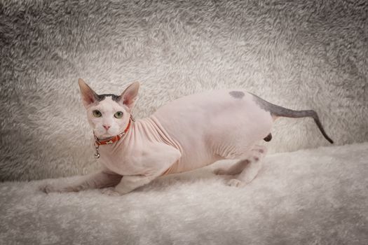 Bald Sphynx cat on a soft sofa