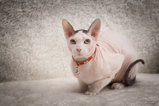 Bald Sphynx cat on a soft sofa