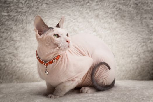 Bald Sphynx cat on a soft sofa