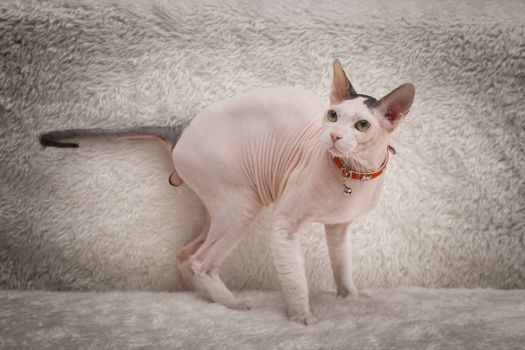 Bald Sphynx cat on a soft sofa