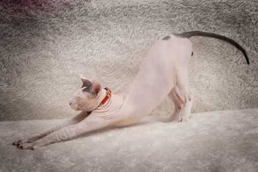 Bald Sphynx cat on a soft sofa