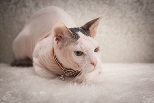 Bald Sphynx cat on a soft sofa
