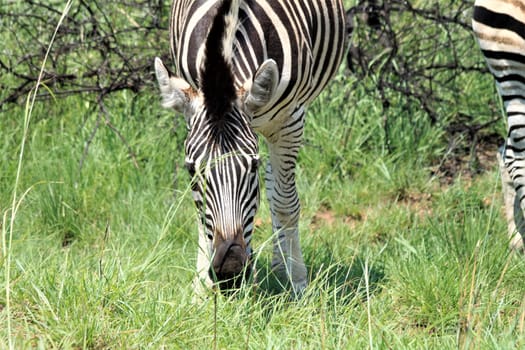 A grass-eating Zebra from the front