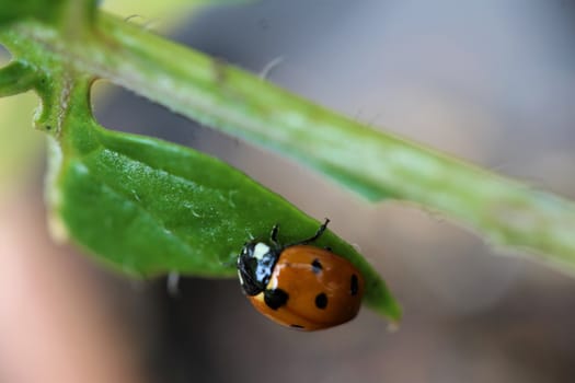 A ladybug as a close-up on a green plant