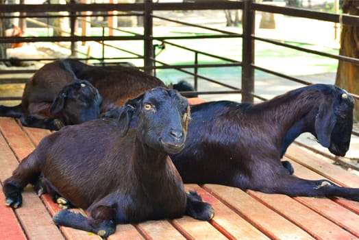 BANGKOK, TH - DEC 13: Goat at Dusit Zoo on December 13, 2016 in Khao Din Park, Bangkok, Thailand. Dusit Zoo is the oldest zoo in Bangkok, Thailand.