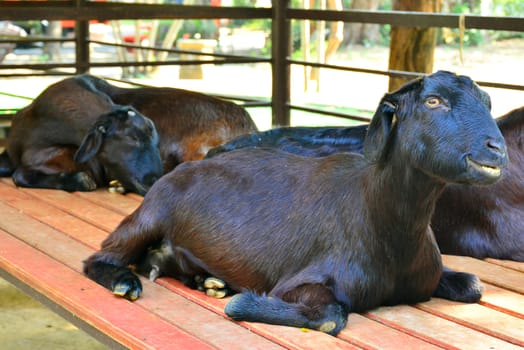 BANGKOK, TH - DEC 13: Goat at Dusit Zoo on December 13, 2016 in Khao Din Park, Bangkok, Thailand. Dusit Zoo is the oldest zoo in Bangkok, Thailand.