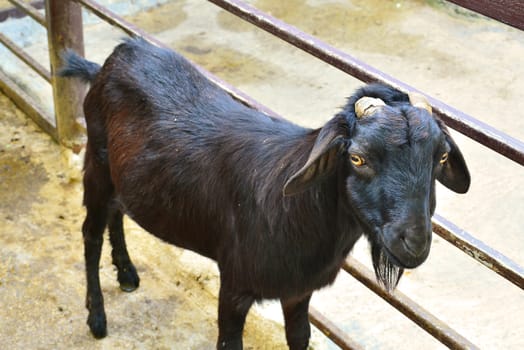 BANGKOK, TH - DEC 13: Goat at Dusit Zoo on December 13, 2016 in Khao Din Park, Bangkok, Thailand. Dusit Zoo is the oldest zoo in Bangkok, Thailand.