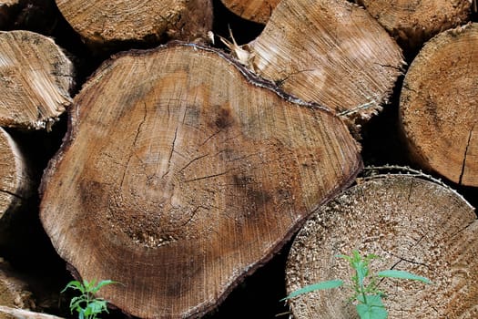 Cut surface of some felled brown tree trunks