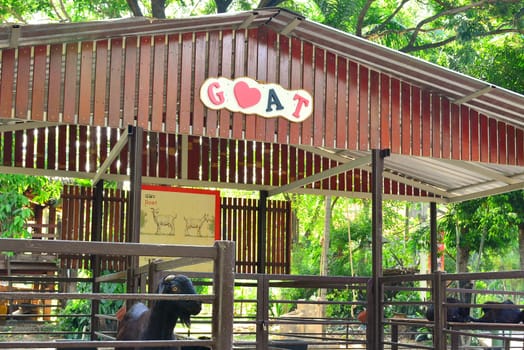 BANGKOK, TH - DEC 13: Goat at Dusit Zoo on December 13, 2016 in Khao Din Park, Bangkok, Thailand. Dusit Zoo is the oldest zoo in Bangkok, Thailand.