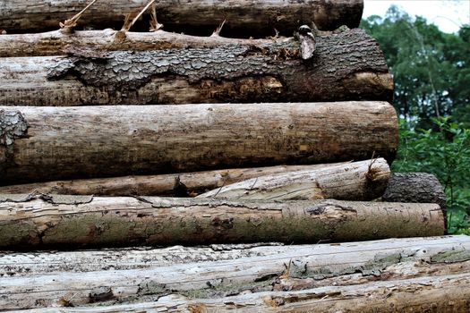 A big stack of wood in the forest