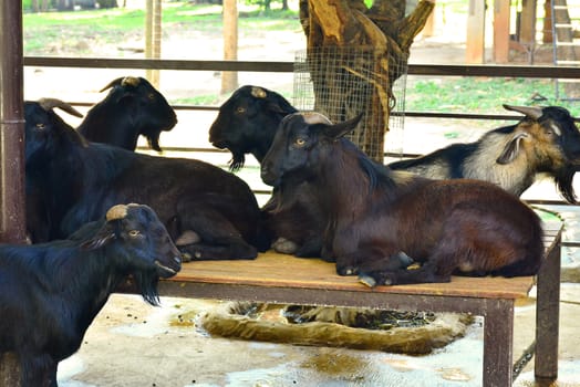 BANGKOK, TH - DEC 13: Goat at Dusit Zoo on December 13, 2016 in Khao Din Park, Bangkok, Thailand. Dusit Zoo is the oldest zoo in Bangkok, Thailand.