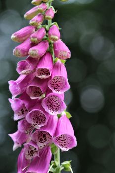 A close up of a pink foxglove in the forest against a dark background