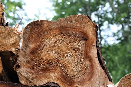 cut surface of a felled brown tree trunk