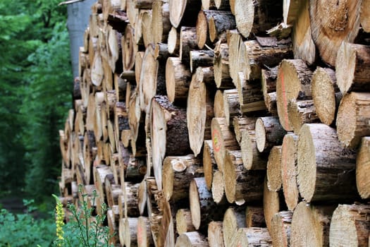 A side view of a stack of tree trunks in the forest