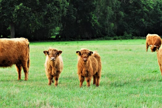 Two galloway calves between their herd in the pasture
