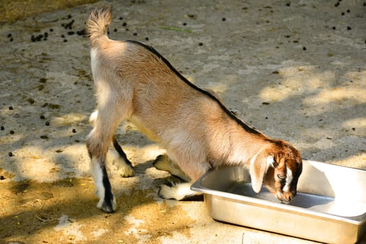 BANGKOK, TH - DEC 13: Goat at Dusit Zoo on December 13, 2016 in Khao Din Park, Bangkok, Thailand. Dusit Zoo is the oldest zoo in Bangkok, Thailand.