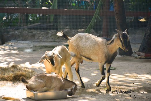 BANGKOK, TH - DEC 13: Goat at Dusit Zoo on December 13, 2016 in Khao Din Park, Bangkok, Thailand. Dusit Zoo is the oldest zoo in Bangkok, Thailand.