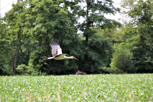 White storck flies over a green corn field