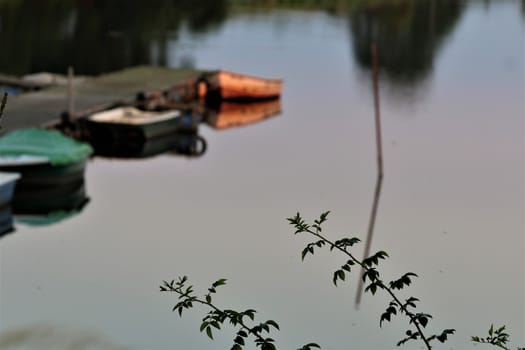 Thorn tendril in the foreground with row boats blurred as background