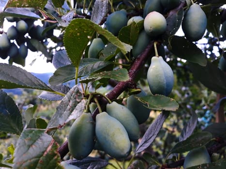 Green unripe plums on a branch in an orchard. Zavidovici, Bosnia and Herzegovina.