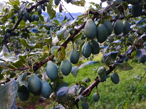 Lots of unripe green plums in the orchard. Zavidovici, Bosnia and Herzegovina.