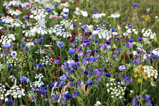 Coloured cornflowers in a flower bed