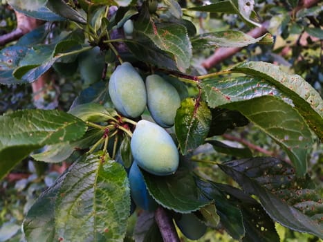 Three unripe plums on a branch with leaves. Zavidovici, Bosnia and Herzegovina.