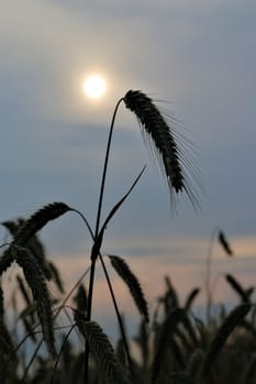 Close-up of an ear of rye in front of evening sky with sun