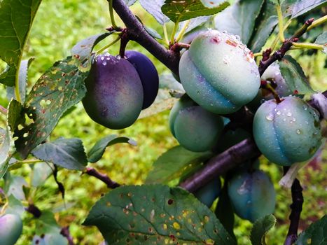 The green plums began to ripen, to turn blue. With drops of water on him. Zavidovici, Bosnia and Herzegovina.