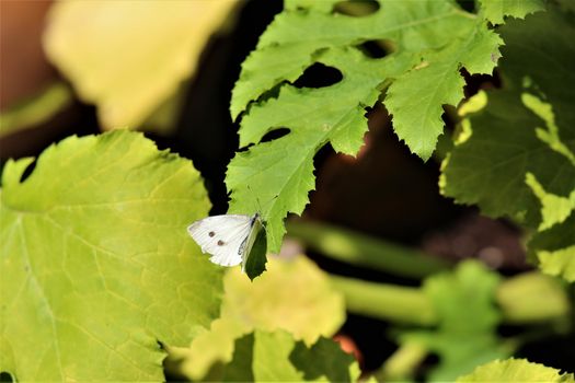 One cabbage white butterfly on a zucchini leaf