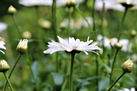 Leucanthemum - daisies in the side view in the flower bed